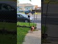 Baby Bear 🐻 excited to see Sissy 🧑‍🎓 and Robo🐶