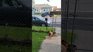 Baby Bear 🐻 excited to see Sissy 🧑‍🎓 and Robo🐶