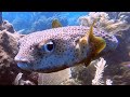 Two puffer fish glide beautifully over the reef in roatan