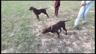 Pointer dog Fight  #shortvideo #viralvideo
