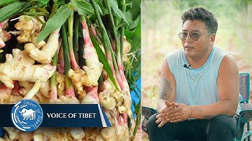 Ginger Dreams: Dorjee Lhundup’s Journey in Ginger Farming in Hunsur Rabgyaling