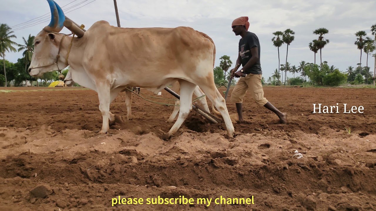 bullock framer work by agriculture land | bullock power | bullock performance | bullock videos