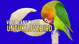 CARA MEMBUAT VITAMIN SARANG WALET UNTUK BURUNG LOVEBIRD - PAPA AIDAH - KICAU MANIA