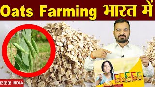 Oats Farming in india | बढ़ रहा इस खेती का चलन | Oat farming | जई की खेती | Oats Cultivation #oats