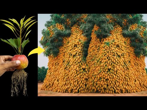 How to grow mango tree with apple fruit to produce a lot of fruit in a short time || growing mango