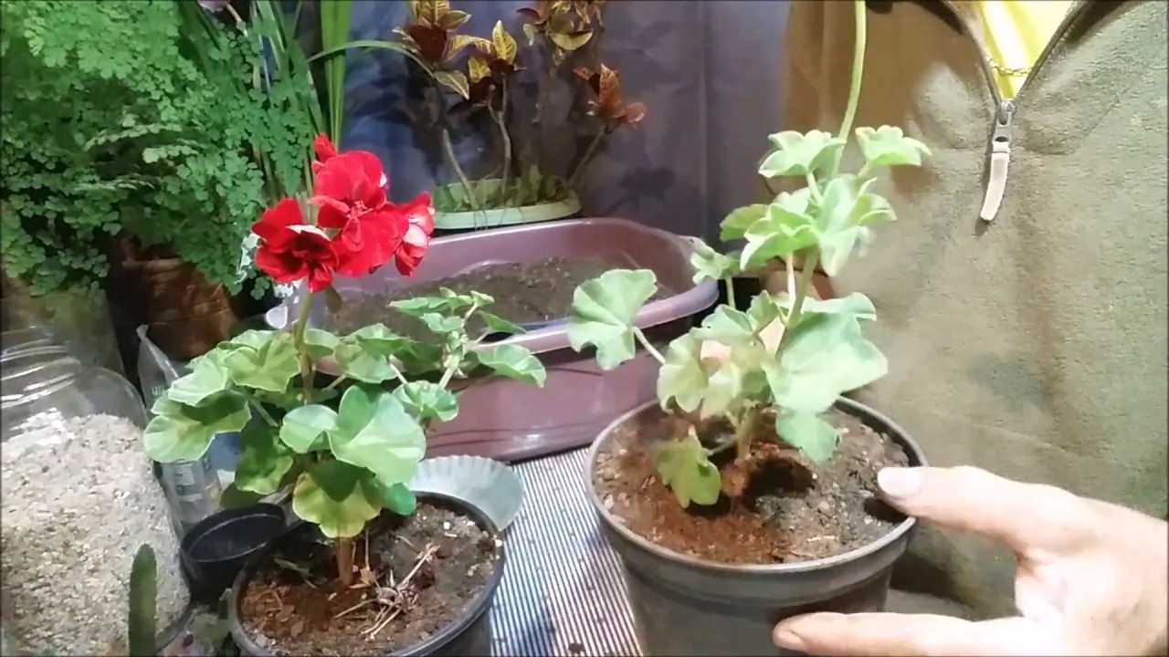 GERÂNIO-PENDENTE (Pelargonium peltatum), COMO É, COMO PLANTAR - thptnganamst.edu.vn