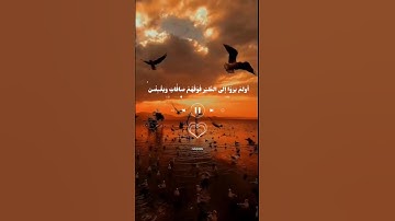 أولم يروا الى الطير فوقهم صافات ويقبضن، تلاوة من سورة الملك