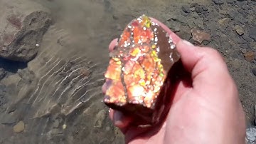 Finding Ammolite in Alberta with Fossil Dad! @albertafossilfamily