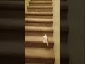 Wewe Meme ЁЯШВЁЯШВ 1 Wewe Meme ЁЯШВЁЯШВ 1