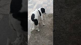The Secret Science Behind Your Lazy Dog #idledogs #short #shorts #fundog