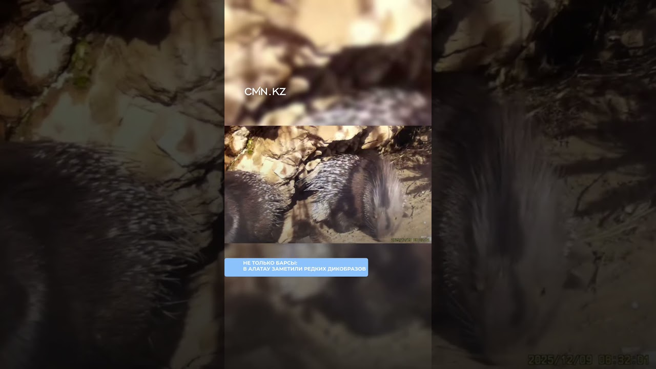 В Иле-Алатау зафиксировали семью индийских дикобразов, занесённых в Красную книгу