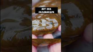 Вот она Саламандра