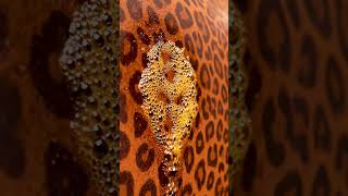 🐆 Leopard Print Rust? Magic Cleaner Dissolves It Instantly! ✨