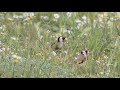 Goldfinches foraging, Carduelis carduelis, feeding in flowerbed.