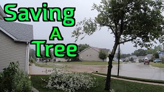 Saving a Tree | Tree Fungus | Fertilizing a Tree with Disease | Tree Care