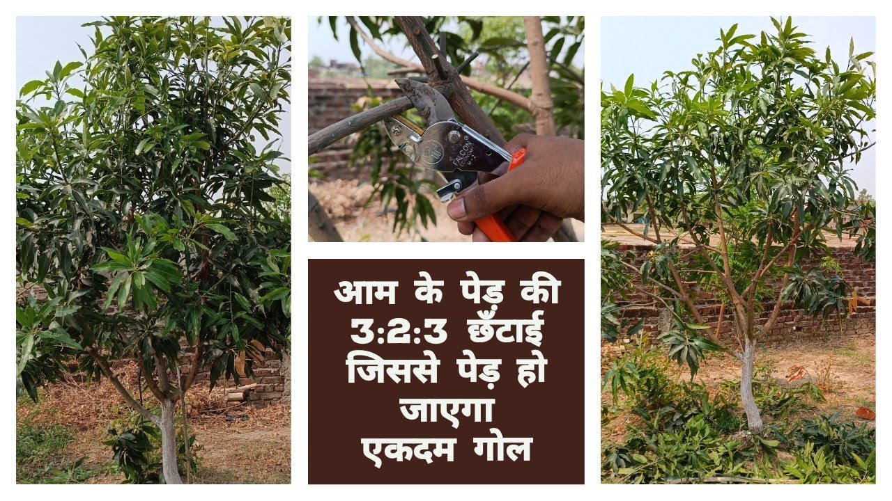 How to prune mango tree | Mango 3:2:3 cutting | How to prune mango tree ...