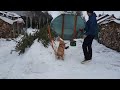 Śnieżne Zawody Nosework, Śnieżynki, teren, Radek i Daisy, 11.01.2026 
