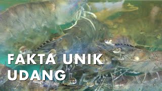 Fakta Unik Udang