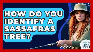 How Do You Identify A Sassafras Tree? - Chasing Big Fish