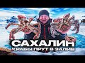 Сахалин. Крабы.Я ждал этого так долго.