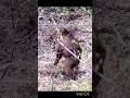 The Bear Appeared — A Perfect Shot Straight to the Heart! 🐻🎯 #wildlife #hunting #animals
