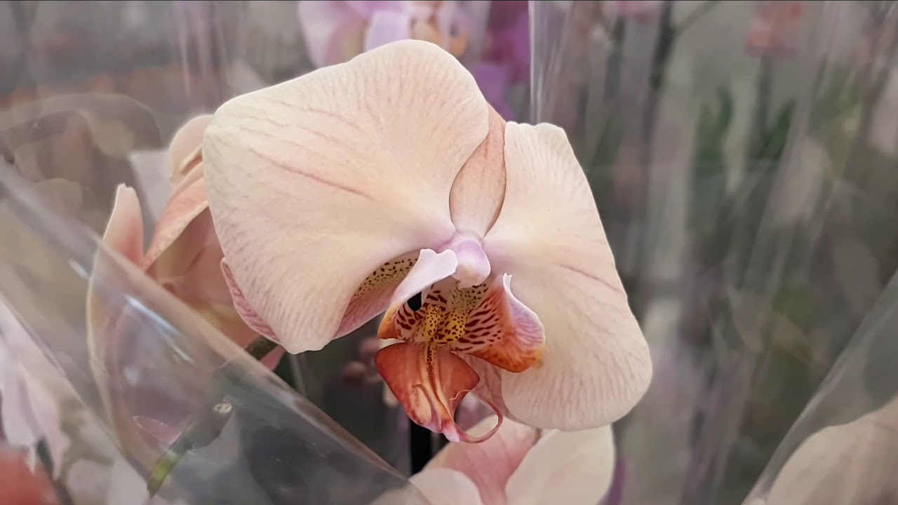 Орхидеи уценка. Орхидея Мегастрой. Орхидеи в мегастрое. Орхидеи в мегастрое Йошкар Ола.