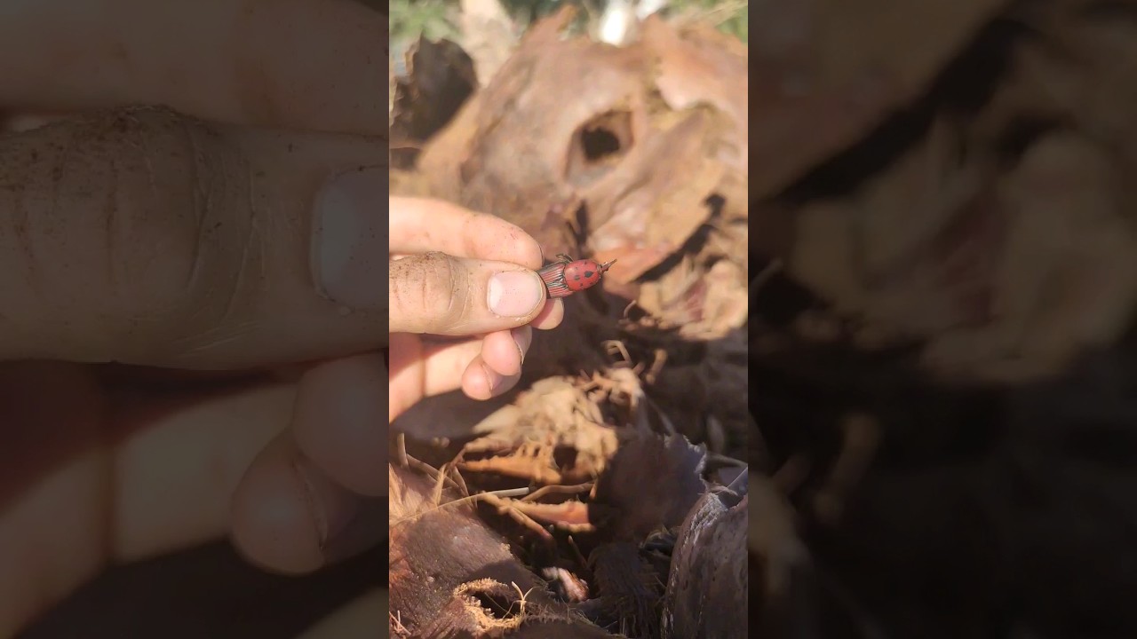 Escarabajo mata palmeras #escarabajo #palmera #plagas #curiosidades #animales #viral