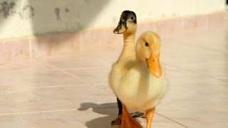 Cute Baby Ducks Slide Show and Music Duck Bash Slideshow