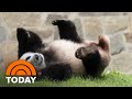 End of an era: National Zoo pandas prepare to return to China