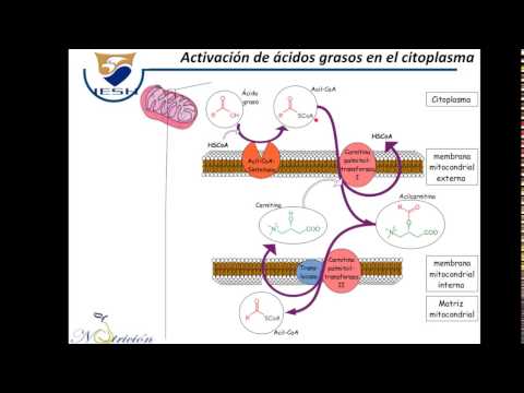 Vídeo: Neovascularización Retiniana Periférica Secundaria A Retinosquisis Superficial Altamente Miope: Reporte De Un Caso