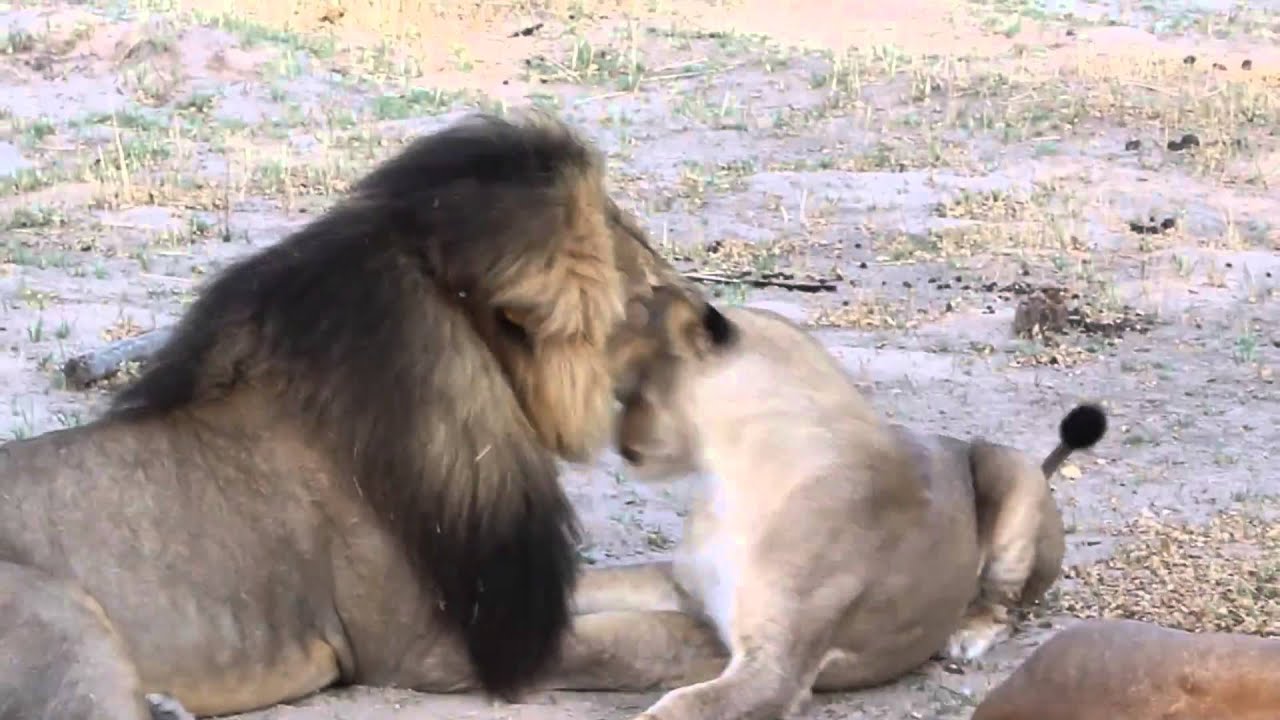 Archive video of Cecil the Lion and his pride