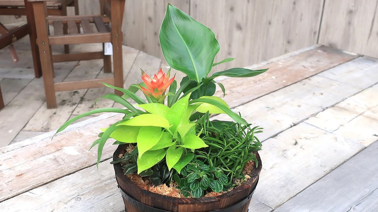 夏の寄せ植え3分レシピ ペペロミアを使った観葉の寄せ植え Youtube