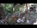 Hungarian BS~Dead chick is eaten by the male ~8:24 AM 2019/05/11