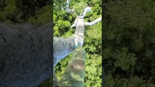 tree climbing skills without fear of heights harvesting honey from dangerous tall trees #forest #bee