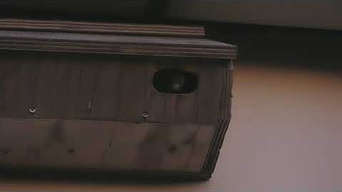 Common Swift exploring the nestbox at my house