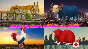Coloring the National Animals with Country Flags