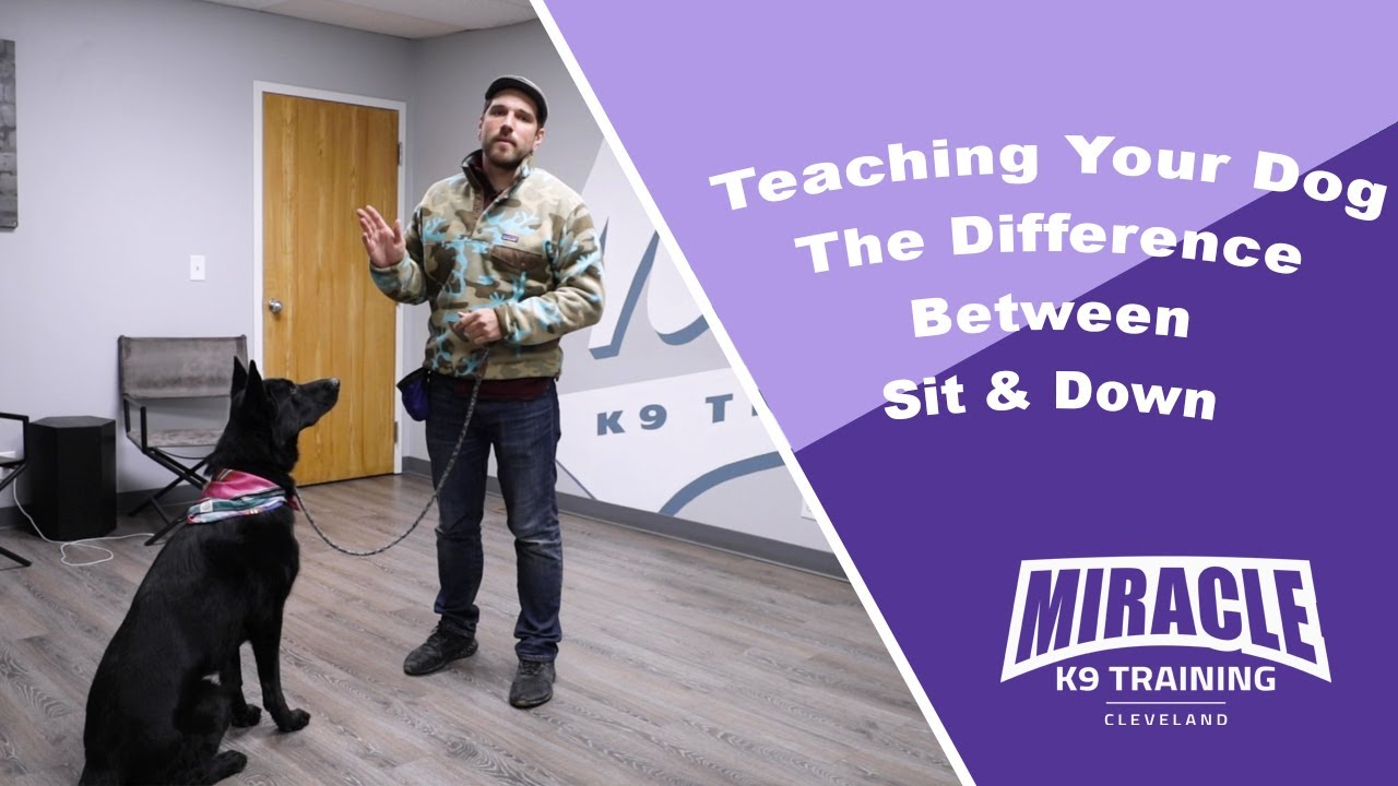 Teaching Your Dog The Difference Between Sit & Down