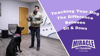 Teaching Your Dog The Difference Between Sit & Down