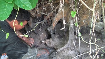 TÁT MƯƠNG GẶP HANG SÂU TOÀN CÁ LÓC KHỦNG. TT71/ Chân Đất Miền Tây