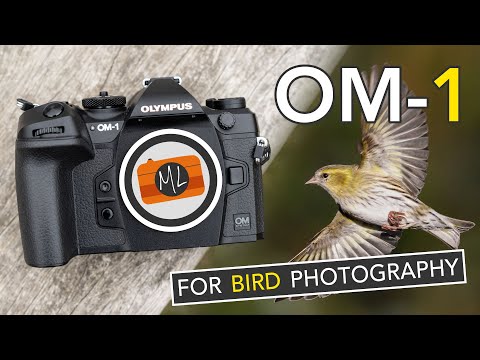 OM System OM-1 Review for Bird Photography - A ‘WOW’ camera or just “good”?
