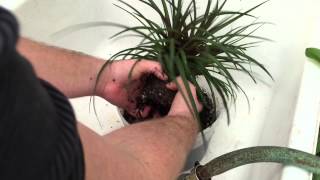 TILLANDSIA AIR PLANT UPDATE TOUR: LETS UNPOT THIS PINK QUILL AIR PLANT Tillandsia Cyanea