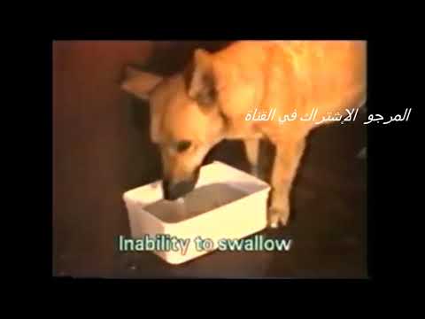 فيديو: كيفية التعرف على داء الكلب في الكلب