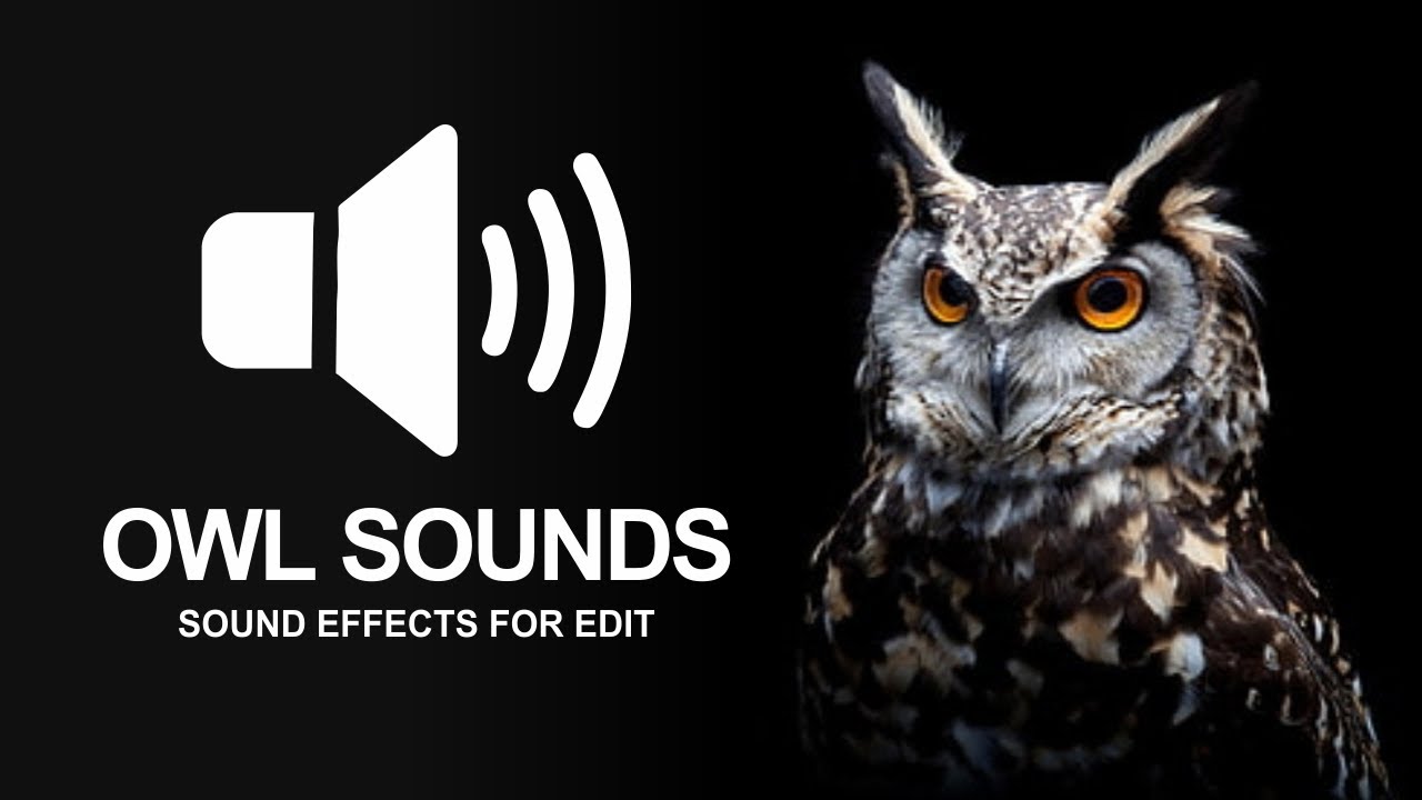 Owl sound effects for edits FREE YouTube