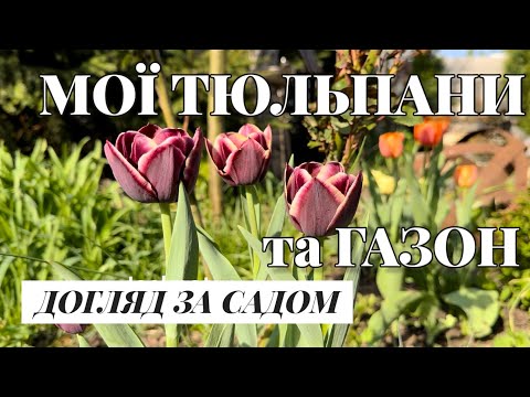 ДОГЛЯД ЗА ГАЗОНОМ НАВЕСНІ, відновлення 🌱СОРТИ ТЮЛЬПАНІВ🌷#garden #реаліїсадівництва