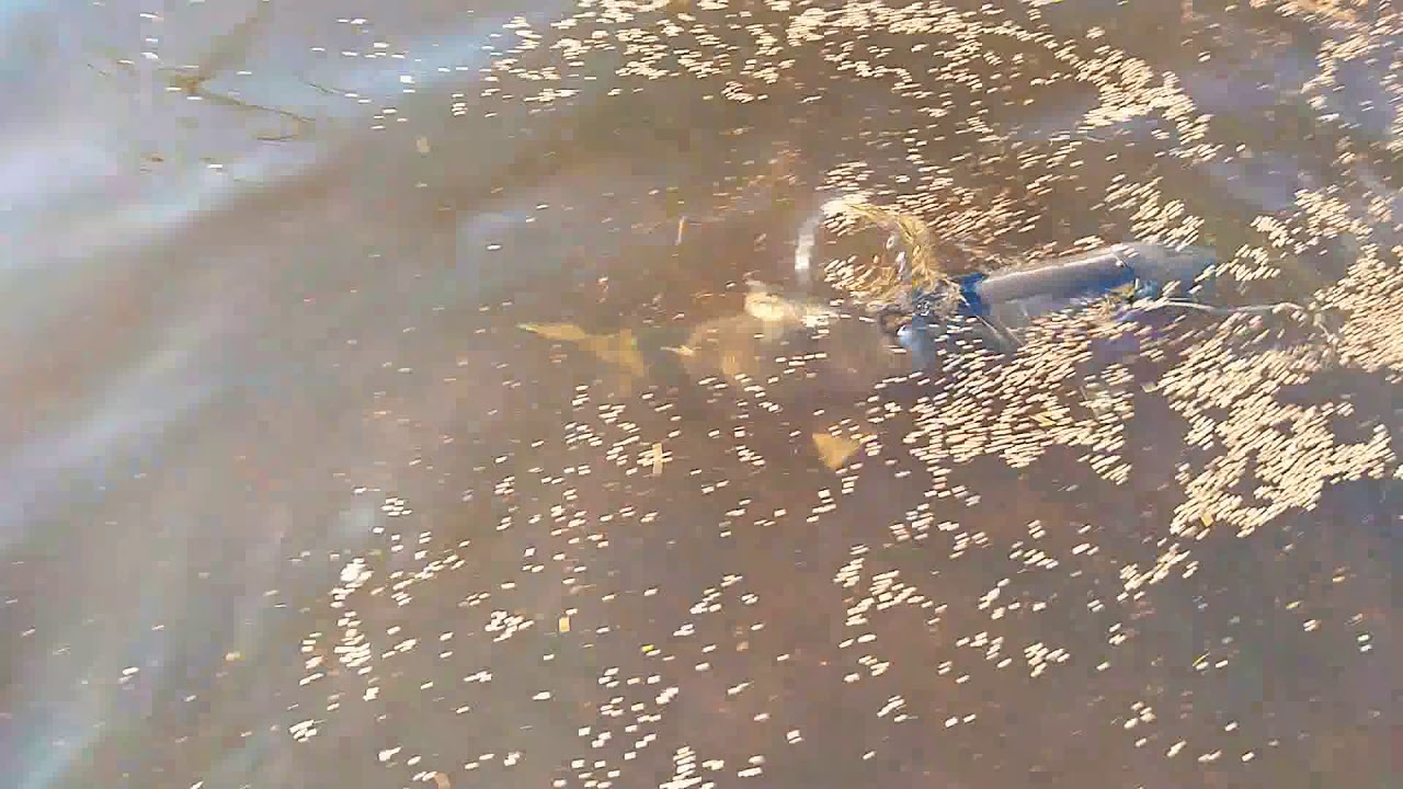 BEHIND THE SCENES OF MY LOCAL FISH HATCHERY!!!!! YouTube