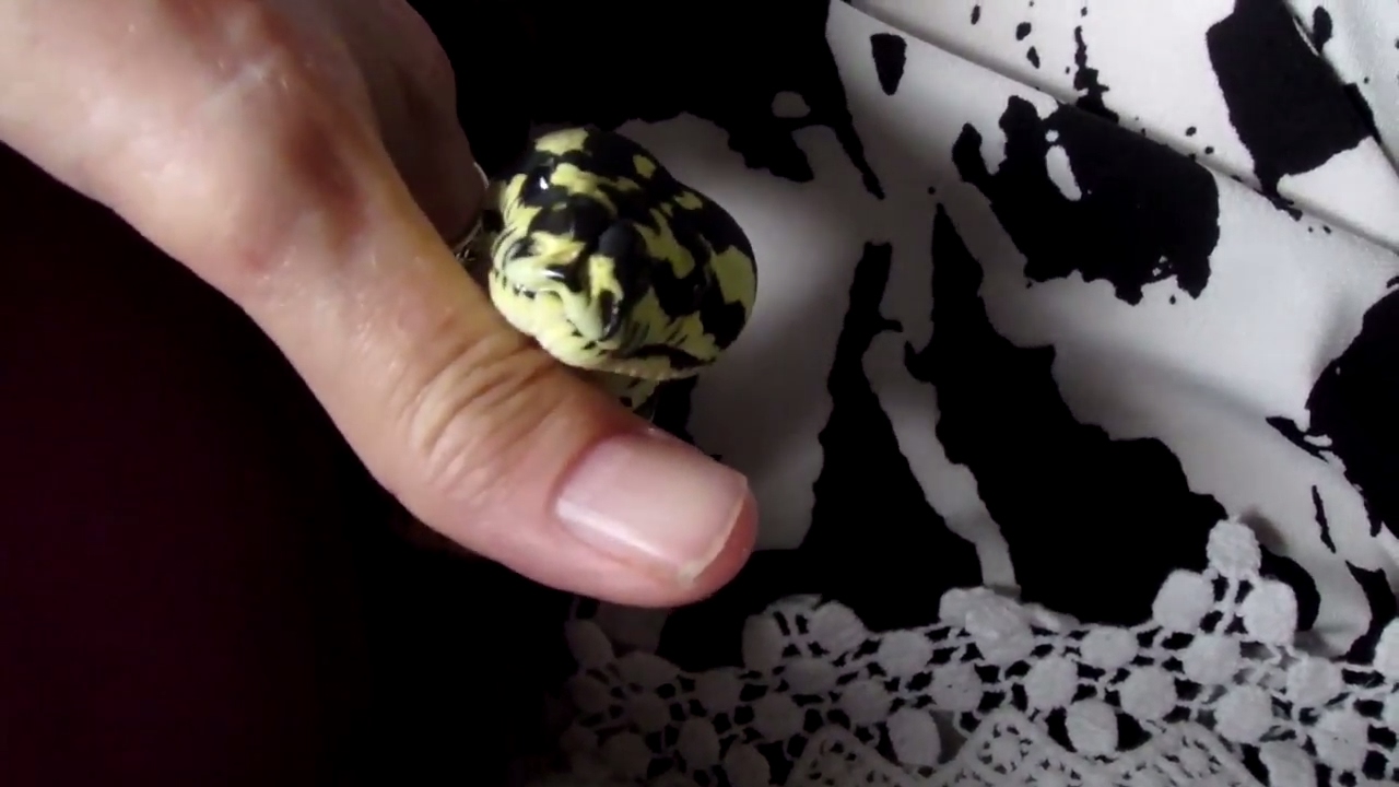 pet snakes and dogs Jesse Is Getting Bigger Everyday (Jungle Carpet Python)