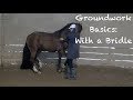 Groundwork Basics - With a bridle