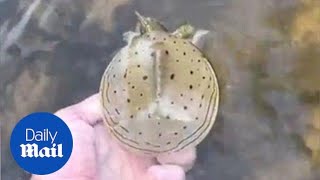 Speedy turtle swims through a pond in a blink of an eye - Daily Mail screenshot 5