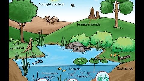 Microbe Diversity *The Little Unknown Science*