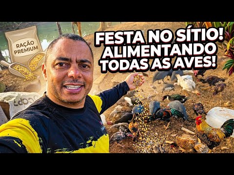 🐓 A Hora da Comida no Sítio! Veja a Festa das Nossas Aves!Centenas de Aves Correndo para Comer!